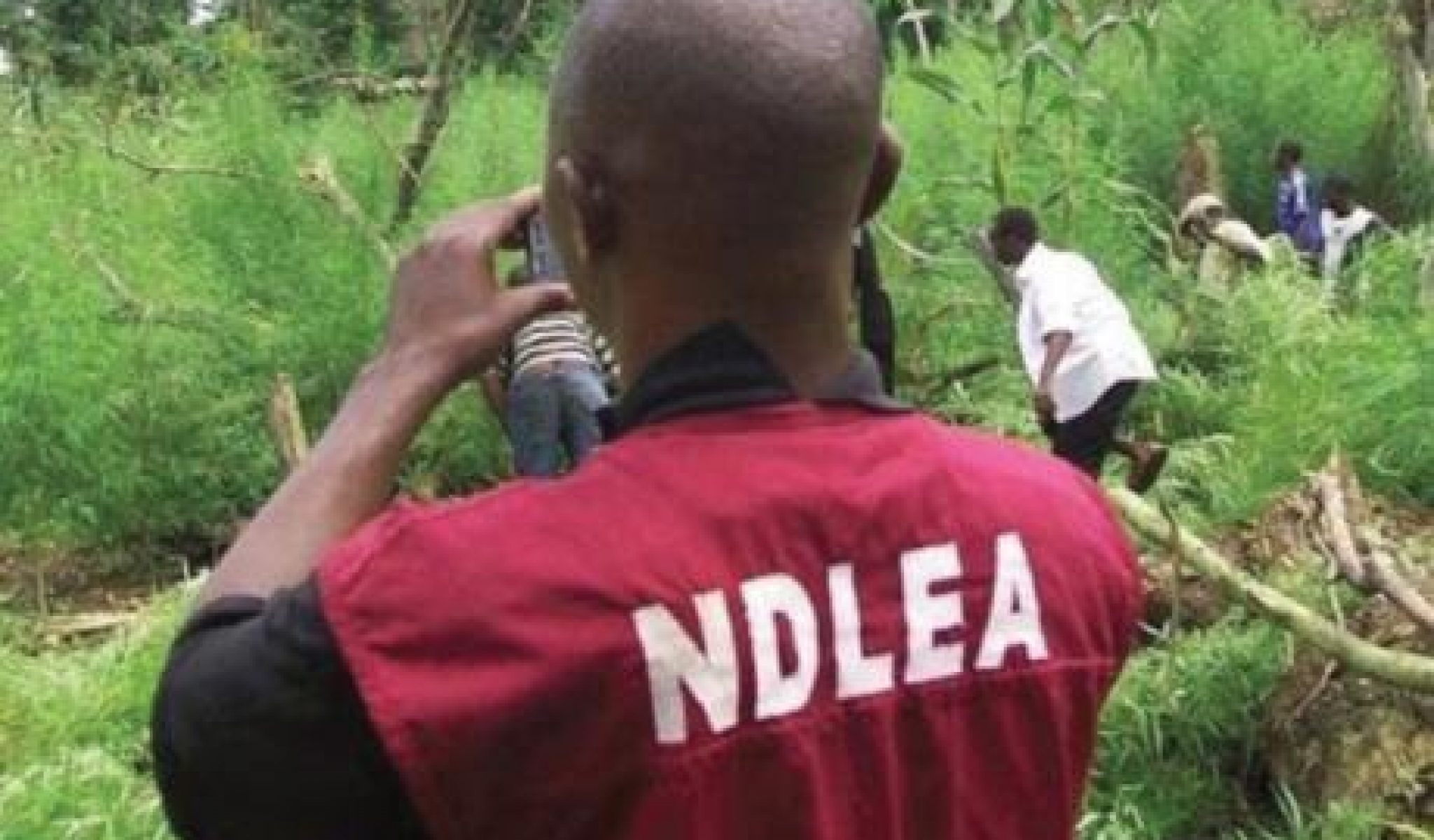 NDLEA arrests 187 drug dealers, seizes 563.4678kg of illicit drugs in Kebbi in 2020