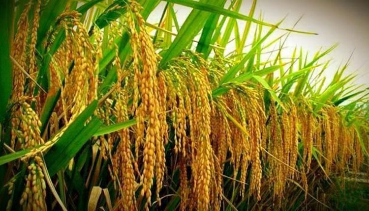 Food sufficiency: FG, CARI partner on sustenance of local rice production