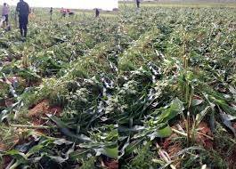 Lalong condemns destruction of farmlands by criminals 