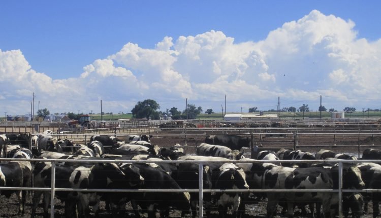 North West: Pastoralist receive training on artificial insemination, hygienic milking practices