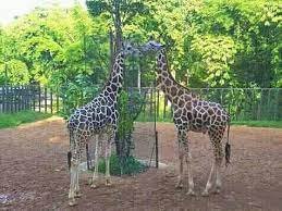 Borno Govt. restocks Maiduguri Zoo to woo tourists, visitors