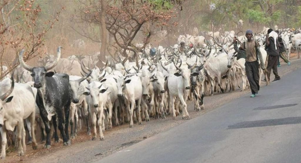 Miyetti Allah to train pastoralist on modern cattle ranching — brand ambassador