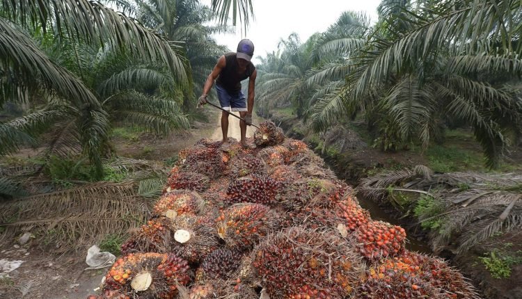 Okitipupa Oil Palm set to re-capitalise