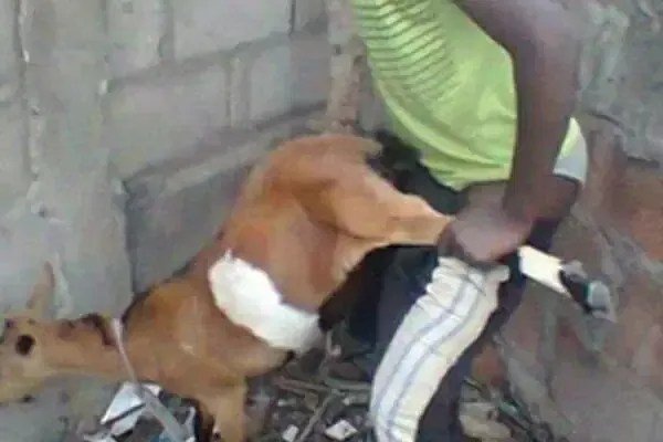 Police arrest man, 25, for allegedly having sex with a goat in Jigawa
