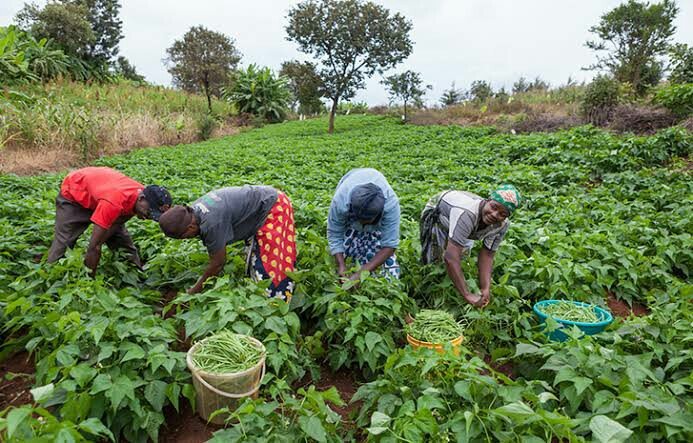 FG trains 2.2m farmers, youths, women in different agricultural value chains