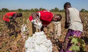Cotton prices soar to highest level in Adamawa