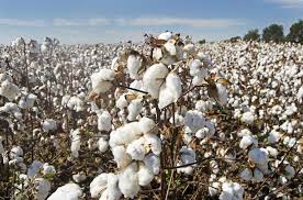 Cotton prices soar to highest level in Adamawa