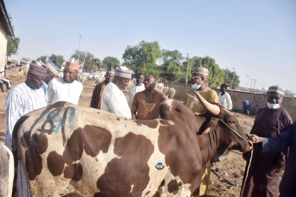 YULETIDE: EX-ZAMFARA GOVERNOR YARI DONATES 500 BAGS of RICE, 15 COWS TO CHRISTIANS COMMUNITY