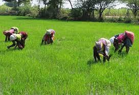 Institute distributes processing, storage equipment to farmers in Rivers