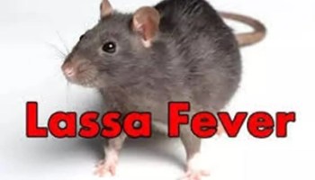 Lassa Fever: Case toll jumps to 92, as new deaths recorded in Bauchi, Ebonyi
