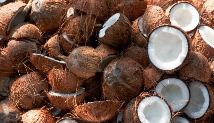 Badagry youths boost coconut sales through e-commerce  