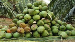 Badagry youths boost coconut sales through e-commerce  