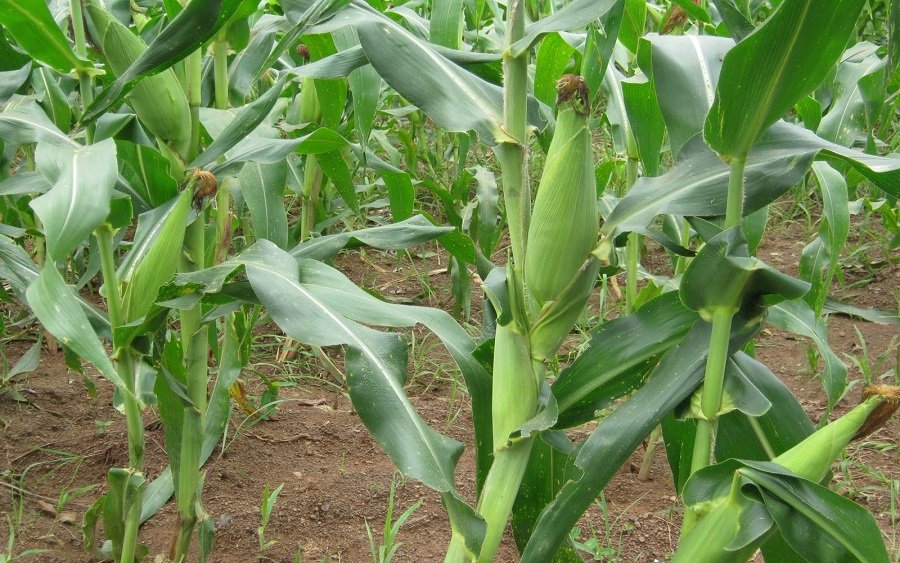 Bauchi maize farmers laud ABP, seek sustainability