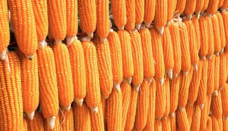 Bauchi maize farmers laud ABP, seek sustainability