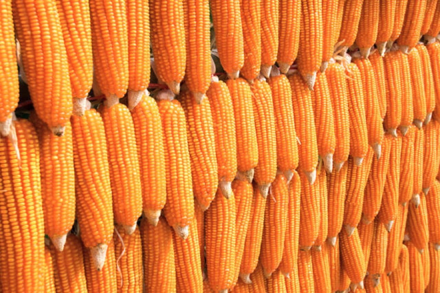 Bauchi maize farmers laud ABP, seek sustainability