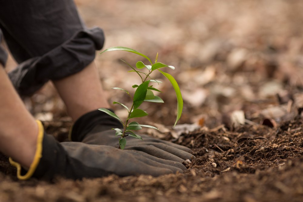 Expert Advocates Tree Planting To Halt Climate Change