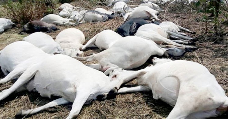 Kogi buries poisoned cows, gives 7 days off beef consumption