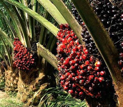 Malaysia to export more palm oil among agricultural products to China