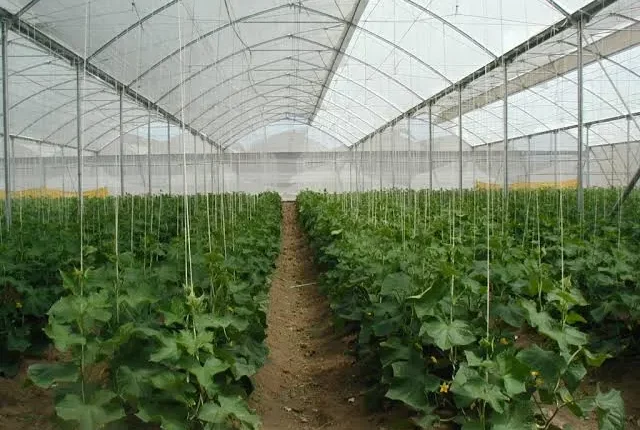 Taraba Govt begins sensitisation to privitise multi billion Naira Mambilla Breavages as Taraba Green House denies sacking 300 staff