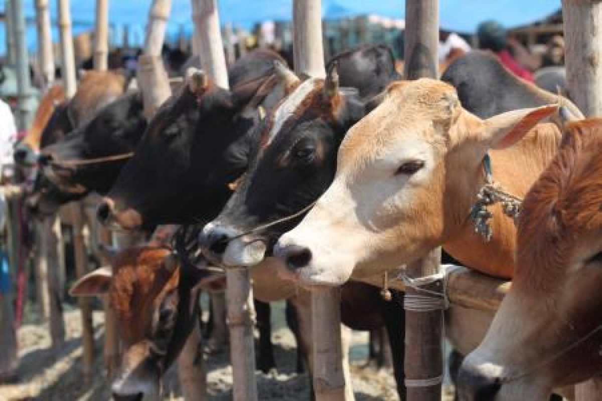 YARI DISTRIBUTES 370 COWS FOR EID-EL-KABIR FESTIVALS