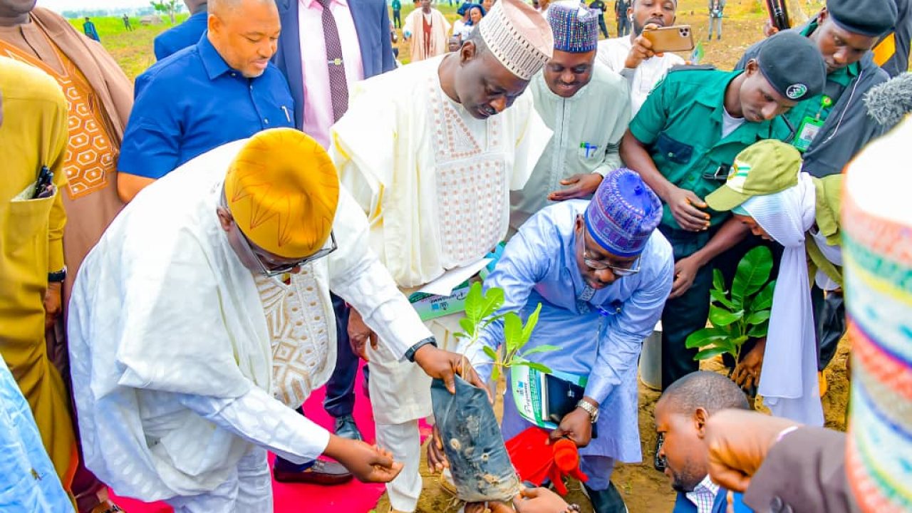 Bello inaugurates planting of 3,000 hybrid shea trees in Niger