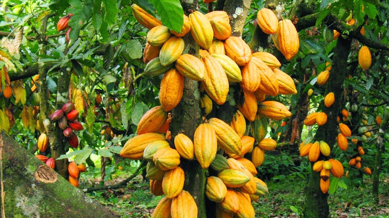 U.S. announces project to improve cocoa value chain in Nigeria