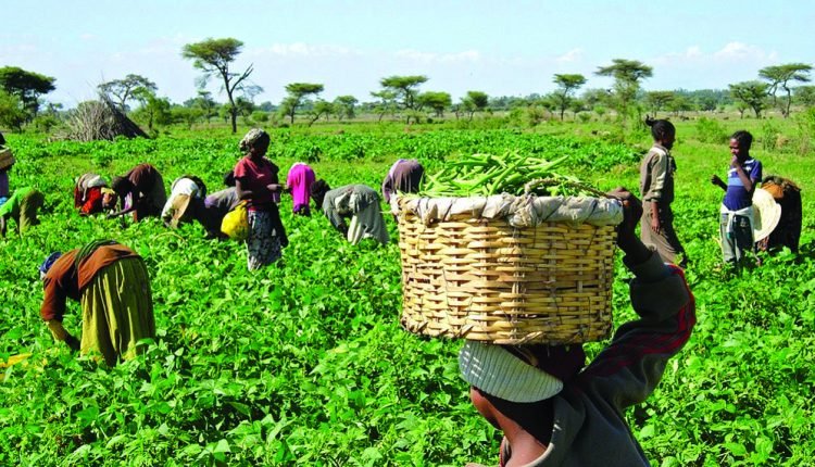 Group empowers 18,000 Bauchi women farmers in crop value chain