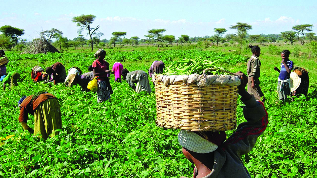 Group empowers 18,000 Bauchi women farmers in crop value chain