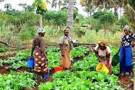 Group empowers 18,000 Bauchi women farmers in crop value chain