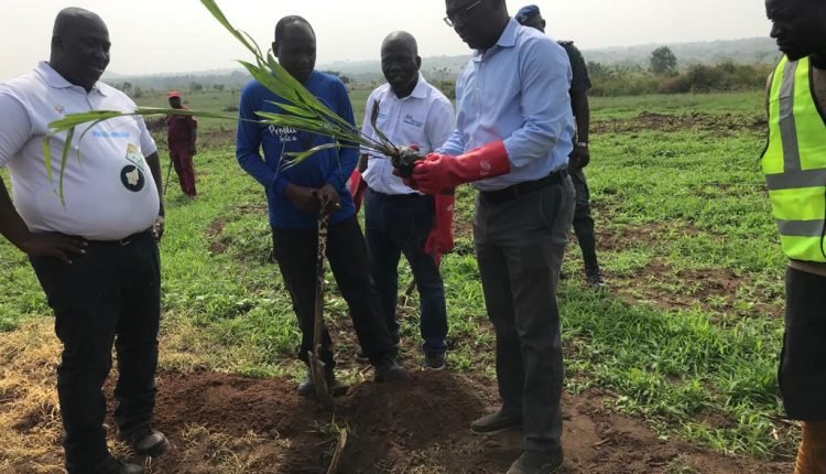 Oyo Govt efforts in agribusiness already yielding positive results- OYSADA DG