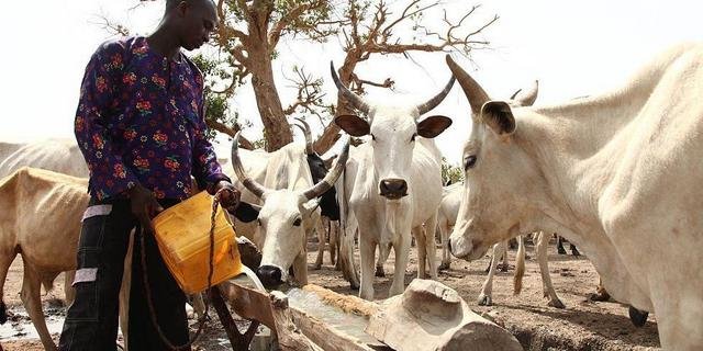 Crisis hits Oyo Cattle Dealers’ association over chairman’s purported removal