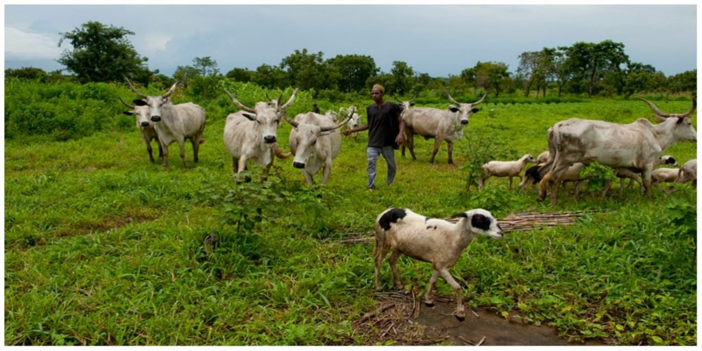 Delta identifies 35 flashpoints of illegal cattle grazing