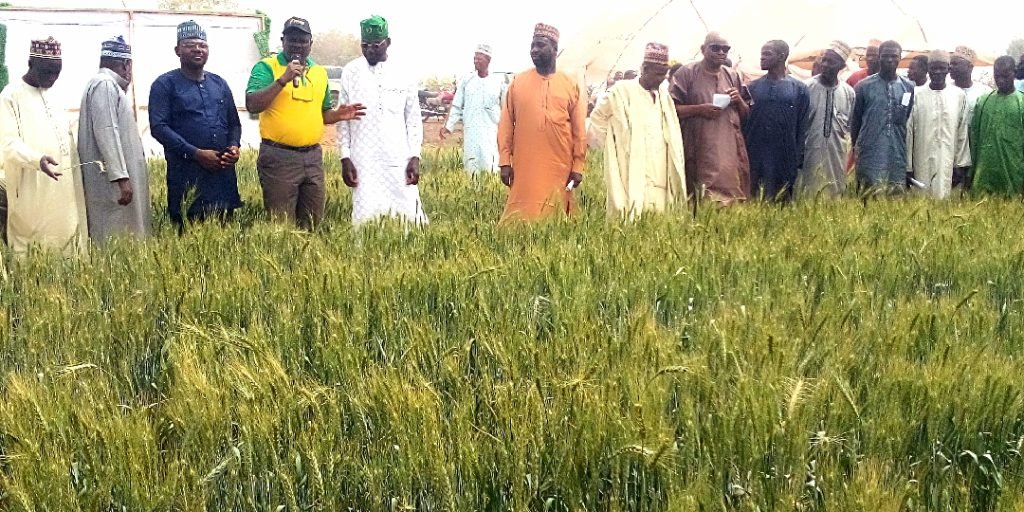 Over 50,000 wheat farmers to benefit from FMAN’s yield support in 13 states