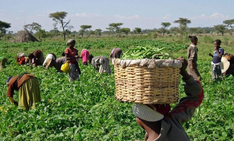 Gombe women farmers want improved access to agric inputs