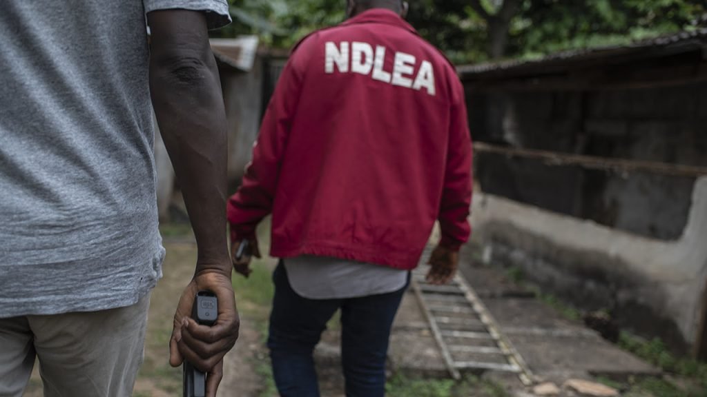 NDLEA confiscates 428kg of illicit drugs in Yobe