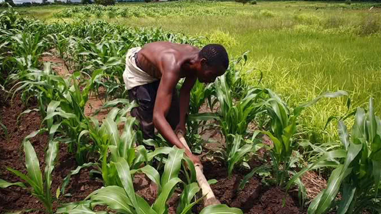 Sokoto can generate N2bn from agricultural commodity levies – state AFAN