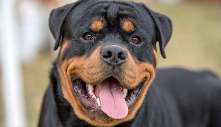 Mother of 5-month-old baby killed by dog in Osun narrates ordeal