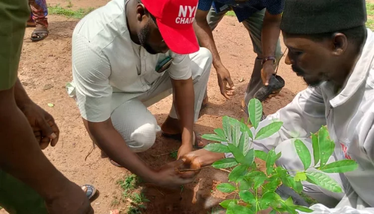 Nasarawa youths plant 1,000 trees to conserve environment