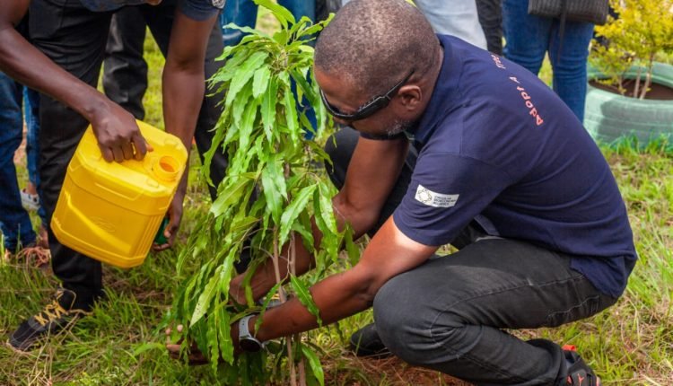 Climate Change: Green Sahara Farms plants 386,000 trees – MD