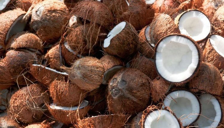 Group advocates establishment of coconut processing industries