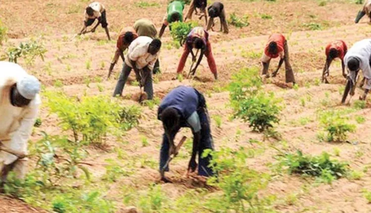 Food inflation: Dry season farming to the rescue?
