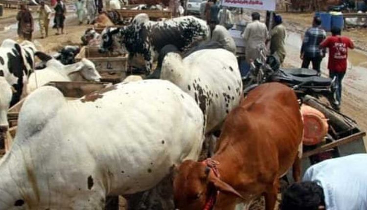 Zamfara Govt. closes 11 cattle markets 