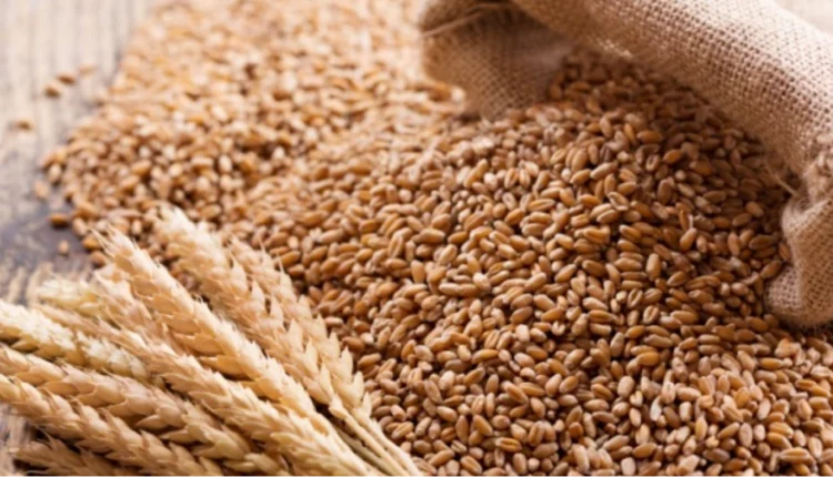Dry season farming : FG targets 472,000 metric tonnes of wheat product