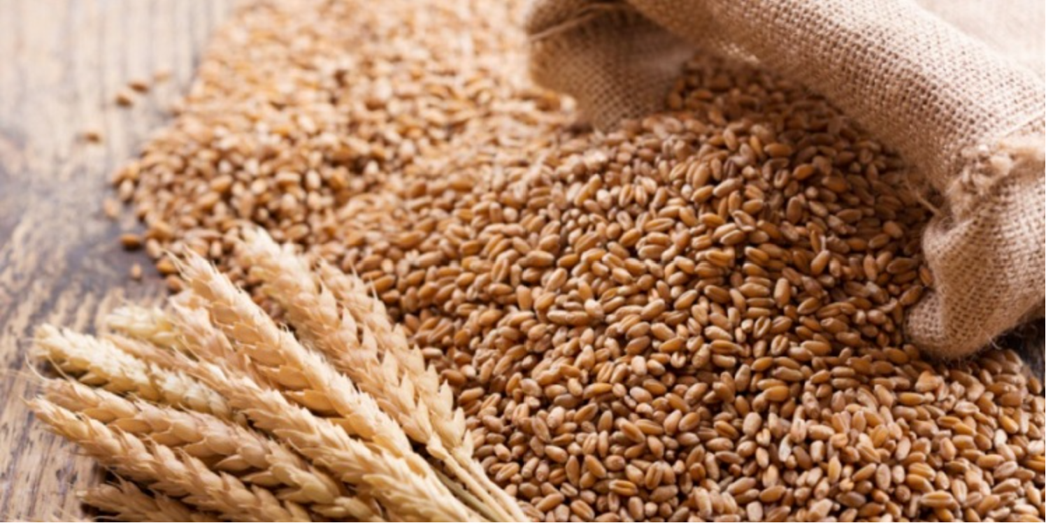 Dry season farming : FG targets 472,000 metric tonnes of wheat product