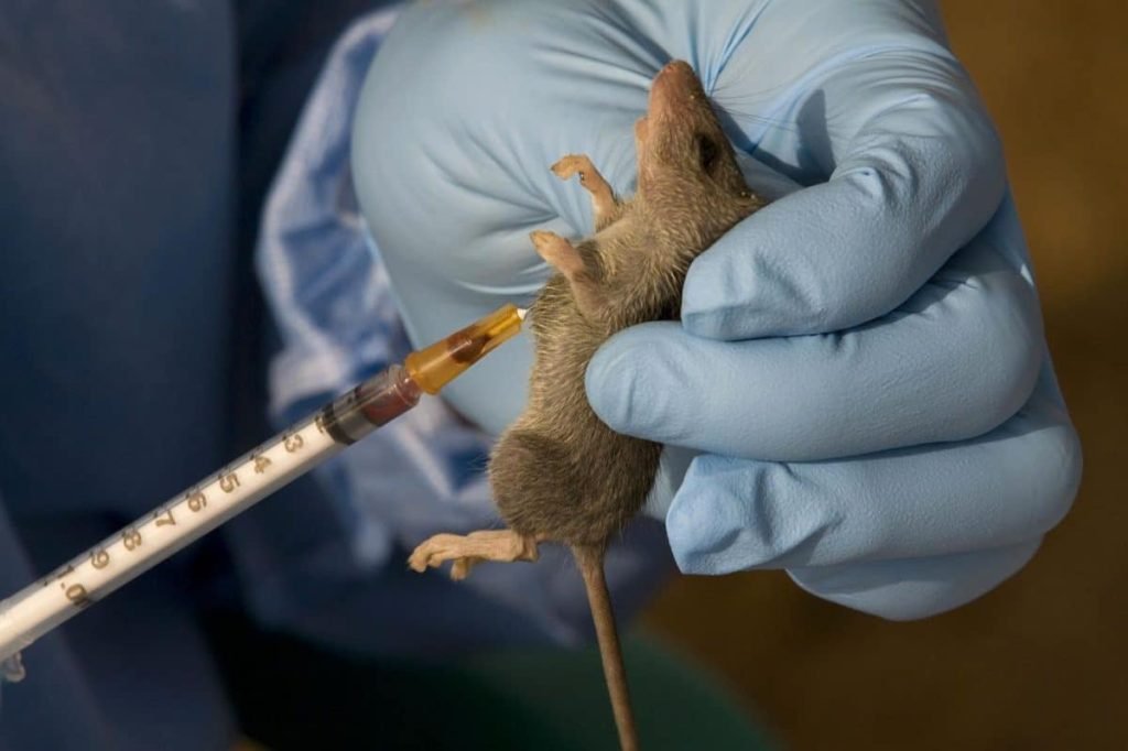 Sharp increase in Lassa Fever reported in week 51 of 2023 – NCDC