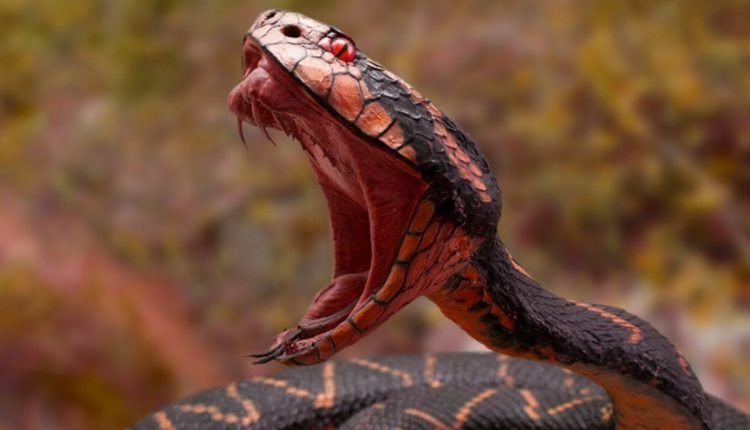 Kidnappers used poisonous snakes to terrorise us – Victims