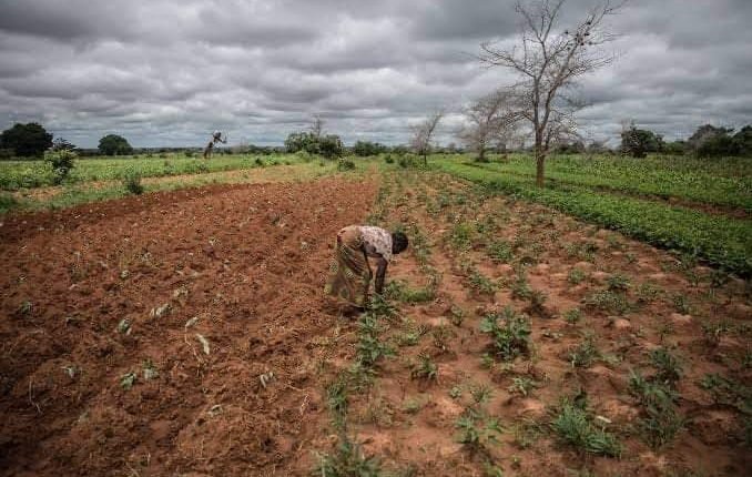 UN prepares response plan for Zambia’s Drought Disaster and Emergency