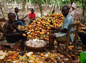 Farmers happy as cocoa prices hit 8,000 pounds per tonne