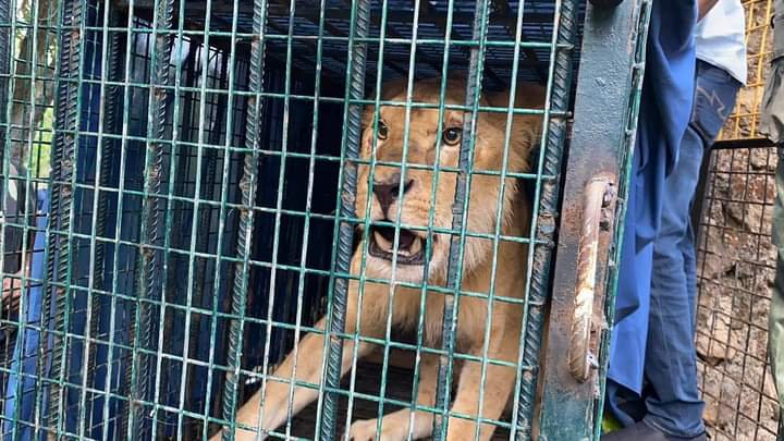 Lions Return Home to Jos Zoo after Years in Abuja