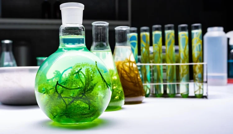 Chemistry  Festival: Don Identifies Sustainable Chemistry as Panacea for Eco-innovation